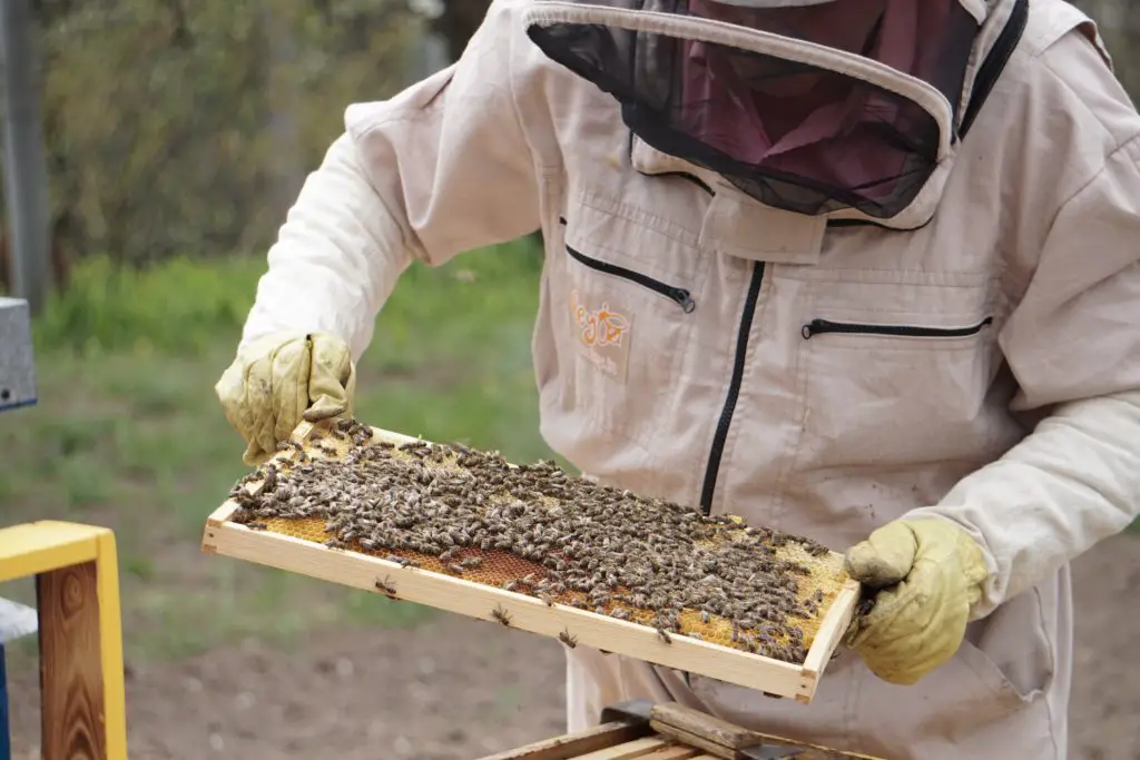 Can You Handle Bees Without a Suit?