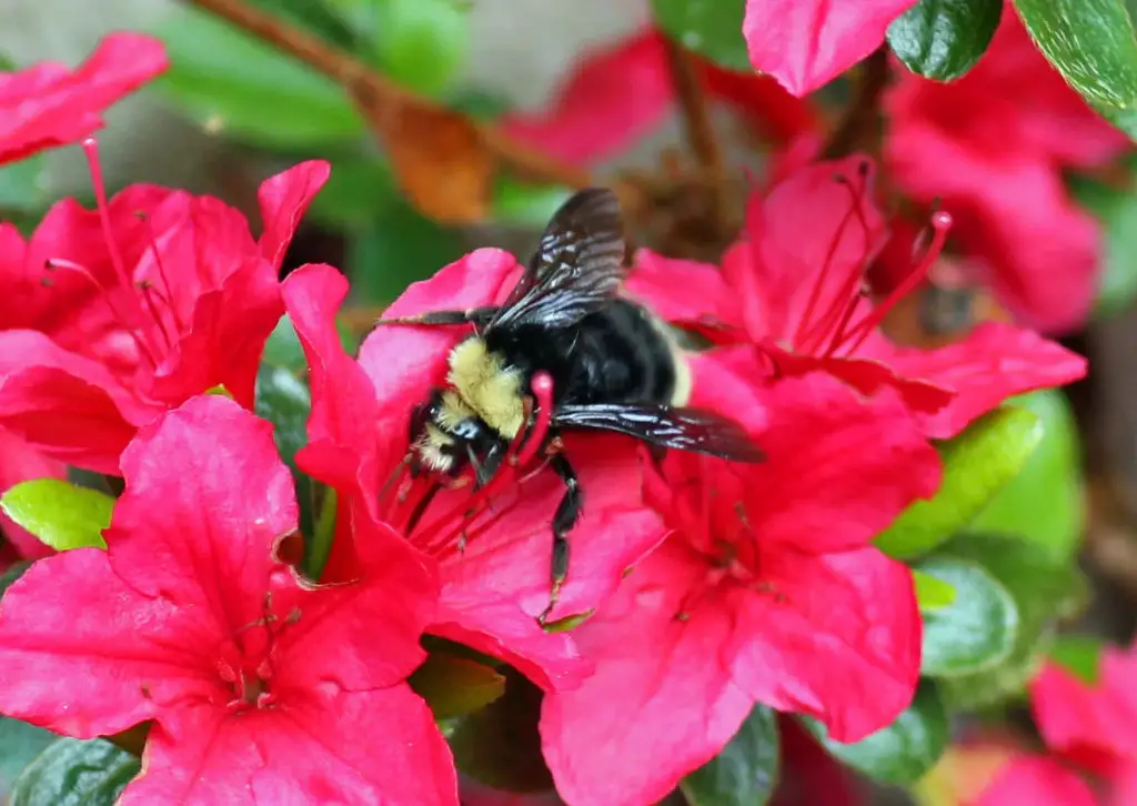 Bumblebee on Azalea Flower