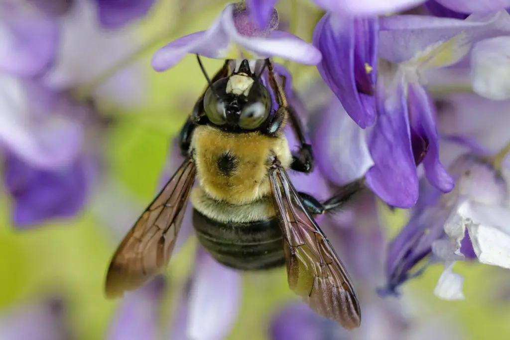 Do Bees Work Wisteria?
