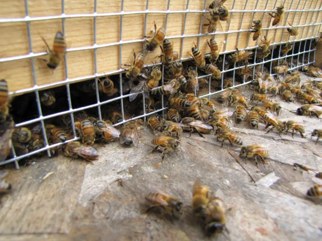 What size mesh can bees get through?