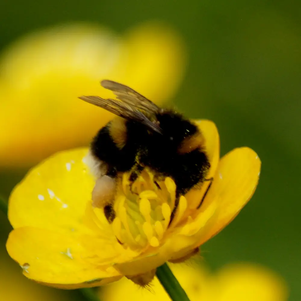 Are Buttercups Good For Bees?