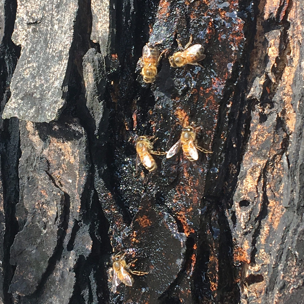 Can Bees Use Maple Sap?