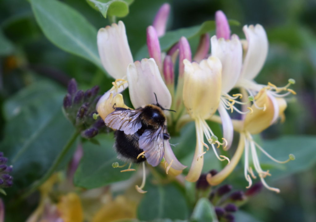 Do Bees Work Honeysuckle?