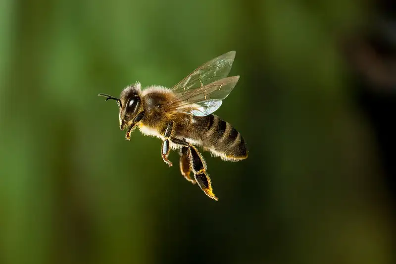How Far Can A Bee Fly Without Landing?