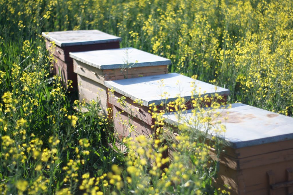Beehives Are Most Active in the Spring