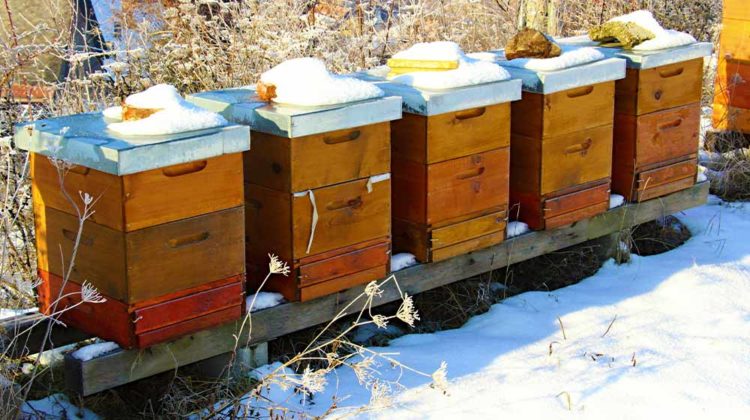 Bees Hibernate In The Winter Months
