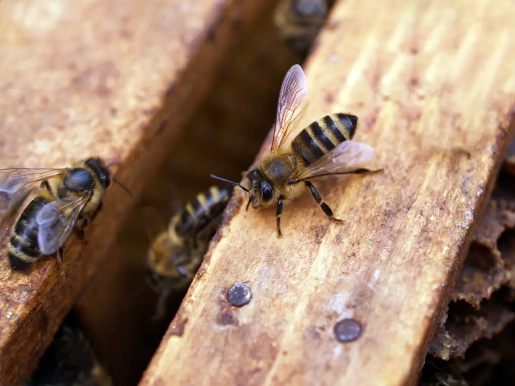 Bees Working in a Beehive