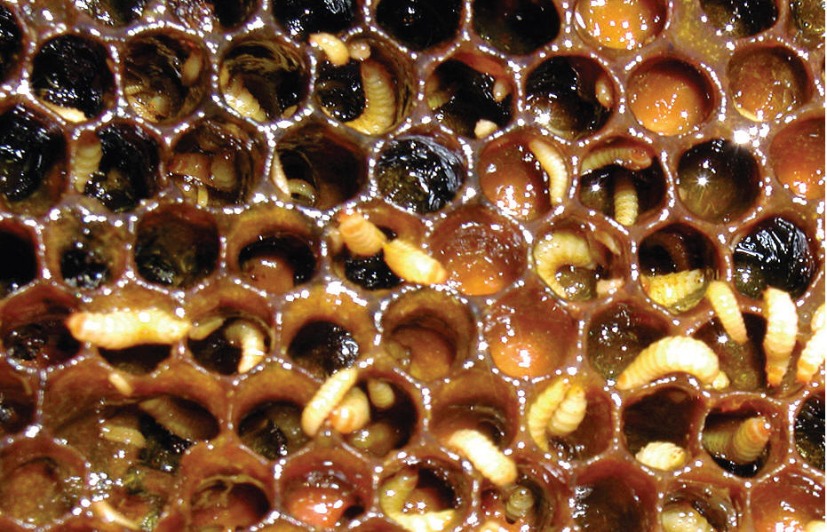 Hive Beetle Infestation