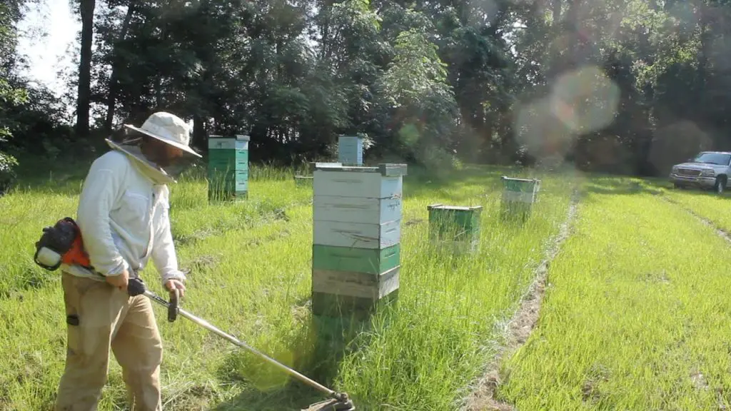 How To Cut Grass Around Beehives