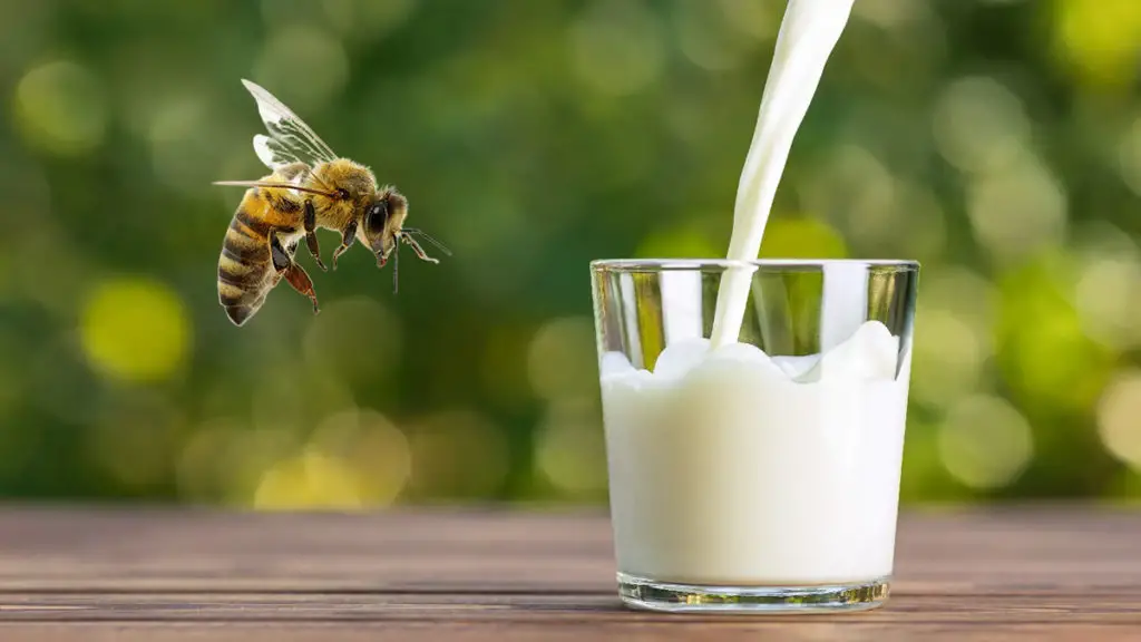 What Bees Make Milk?
