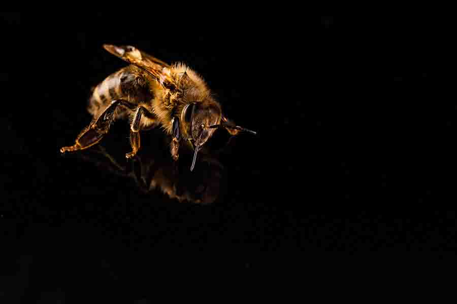 Can Bees Fly in the Dark?