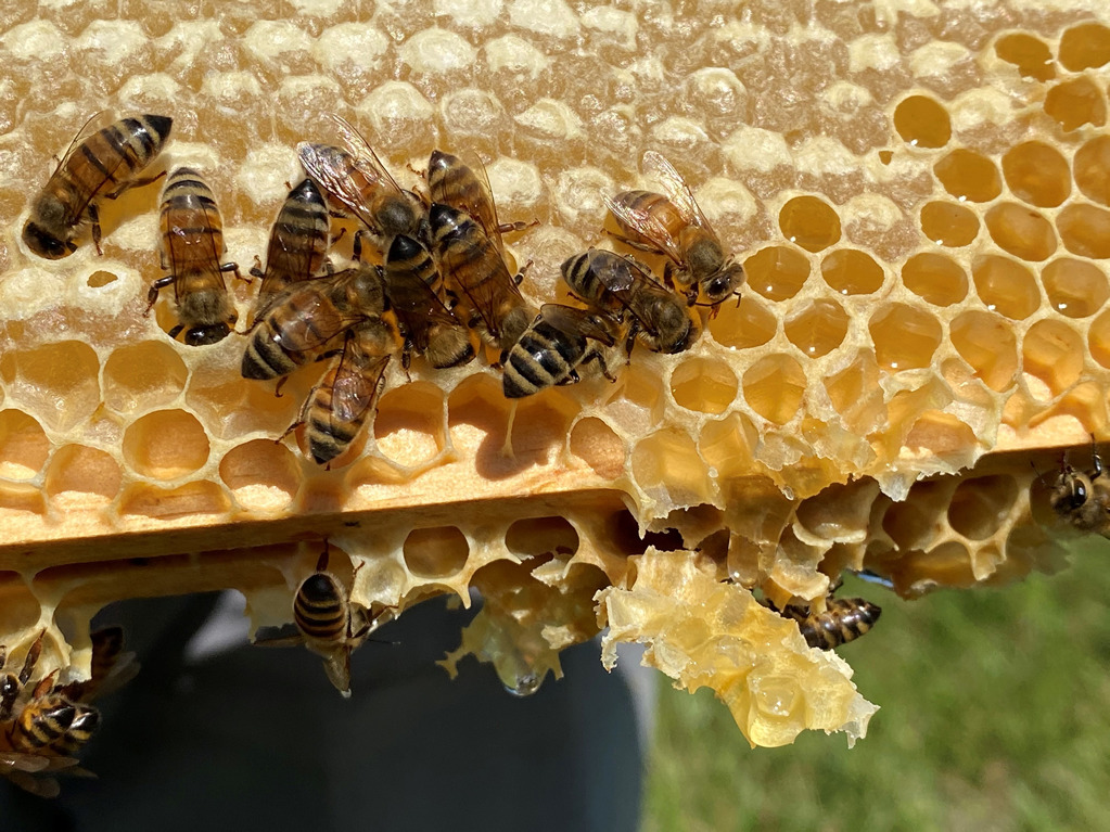 Do Bees Release Pheromones When Killed?