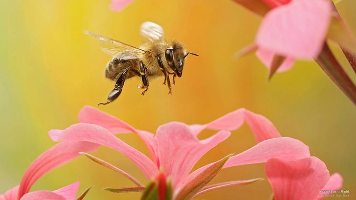 Bees are attracted to bright and colorful flowers