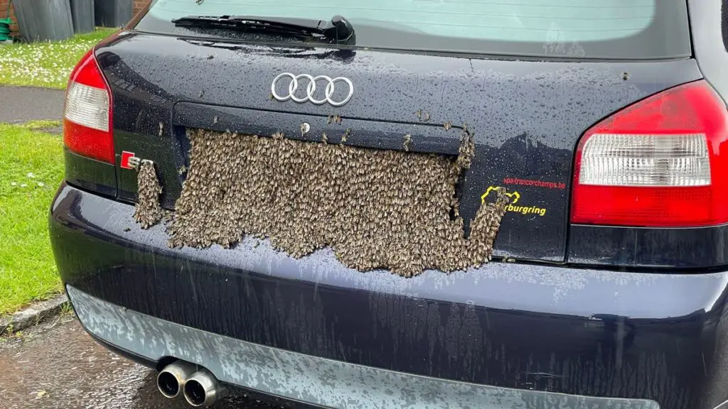 Why Are Bees Attracted To My Car?