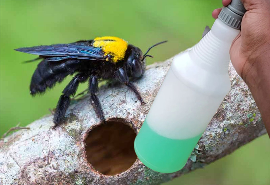 Will Soapy Water Kill Carpenter Bees?