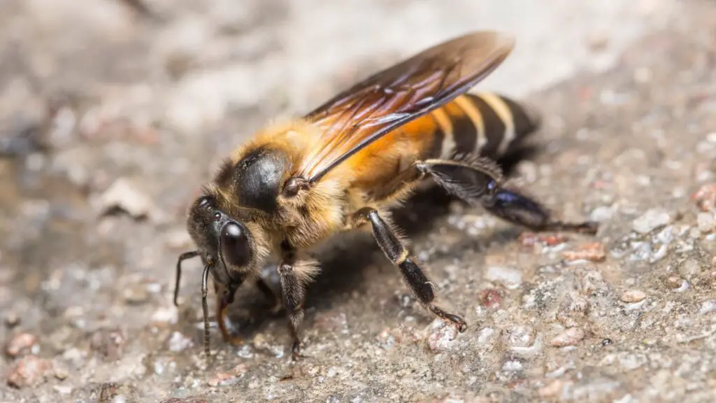 Will bleach kill ground bees?