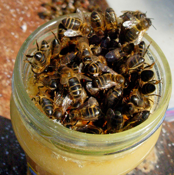 You Can Attract More Bees With Honey