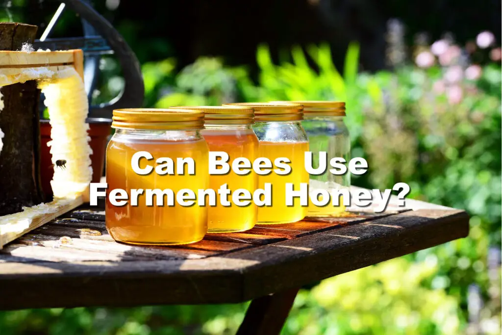 Can Bees Eat Fermented Honey
