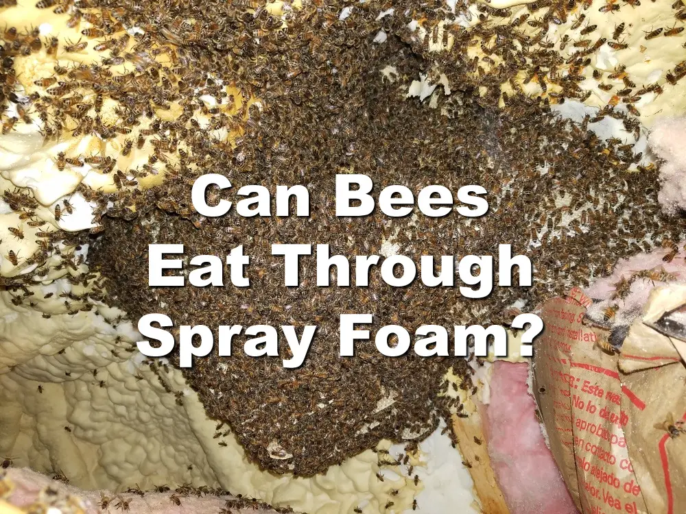 Can Bees Eat Through Spray Foam?