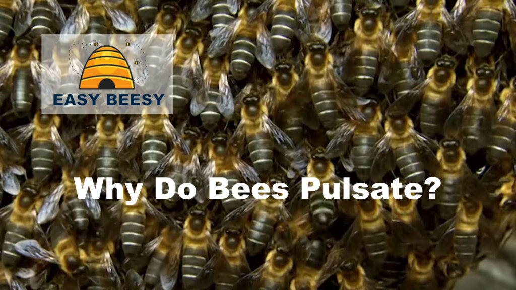why do bees pulsate?
