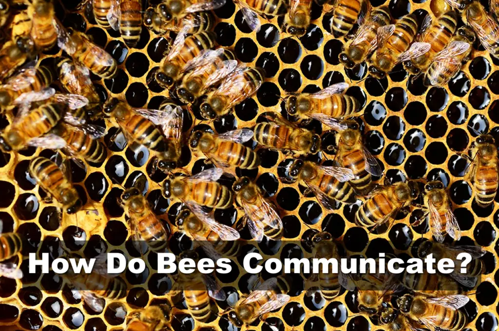 How Do Bees Communicate