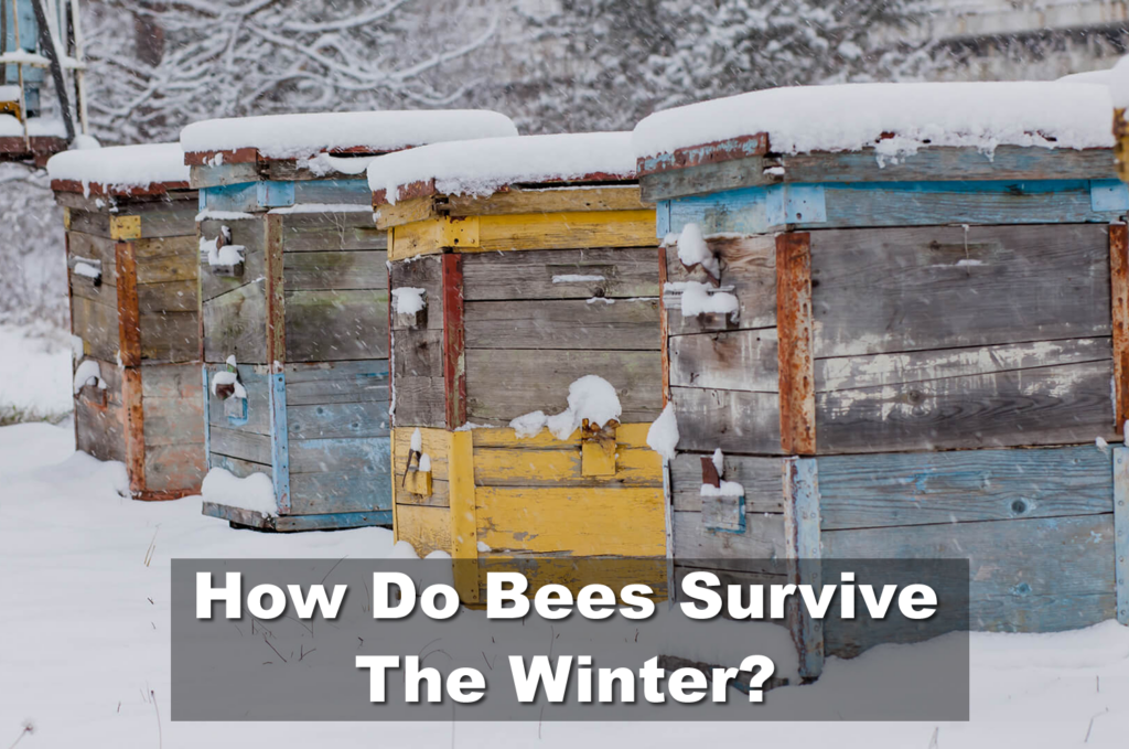 How Do Bees Survive The Winter