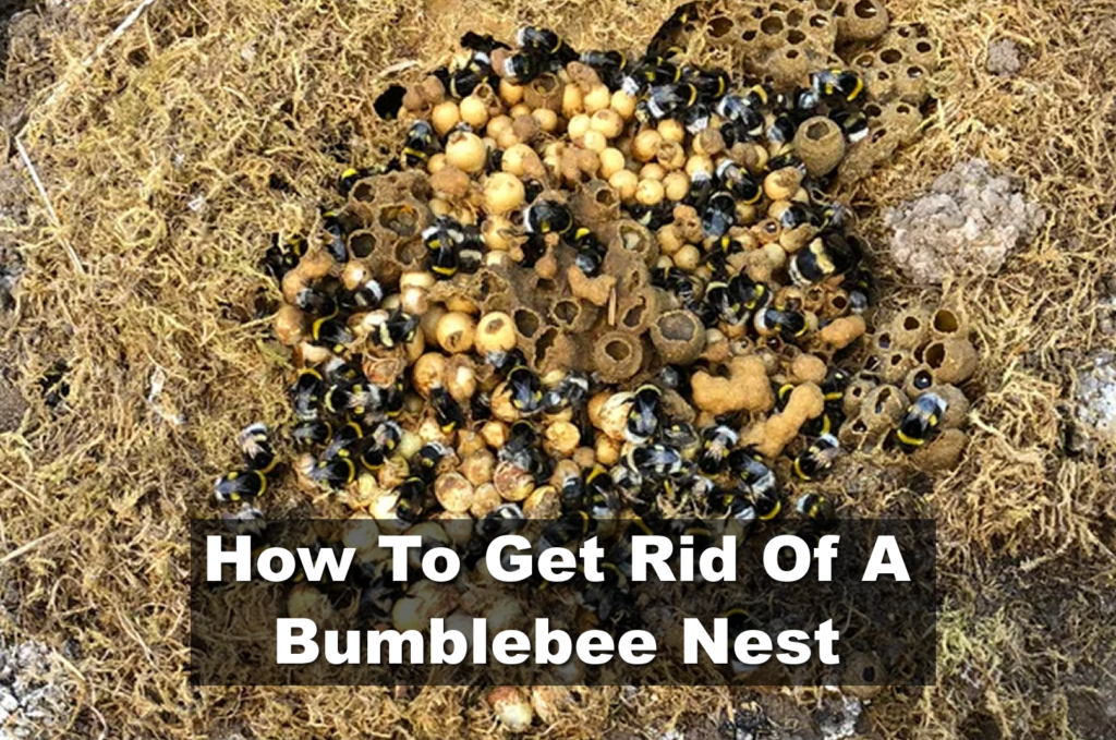 How To Get Rid Of A Bumblebee Nest