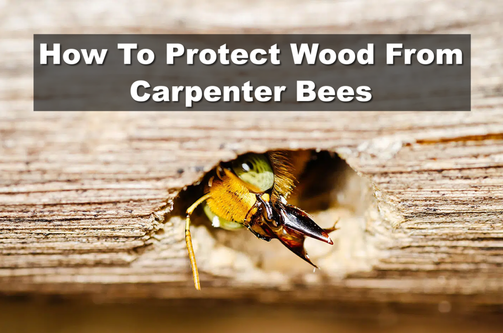 How to protect wood from carpenter bees