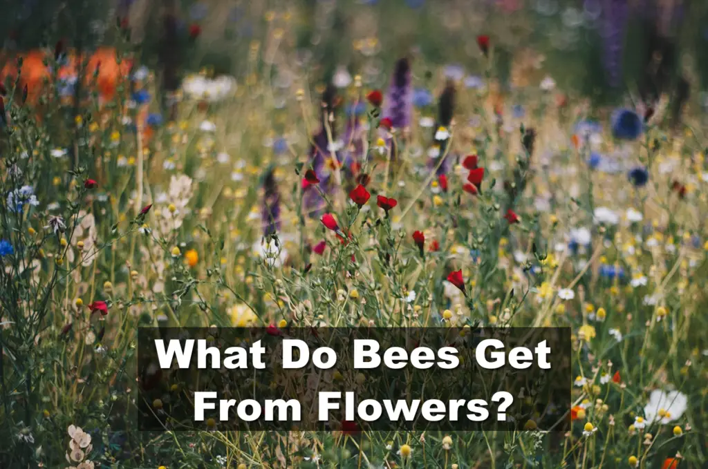 What do bees get from flowers?
