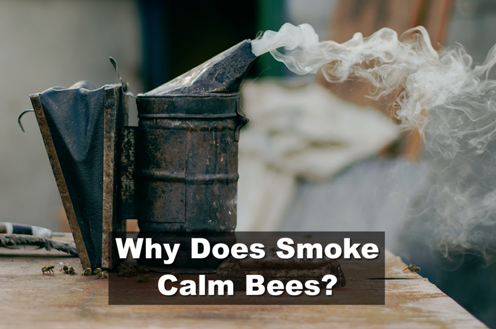 Why Does Smoke Calm Bees