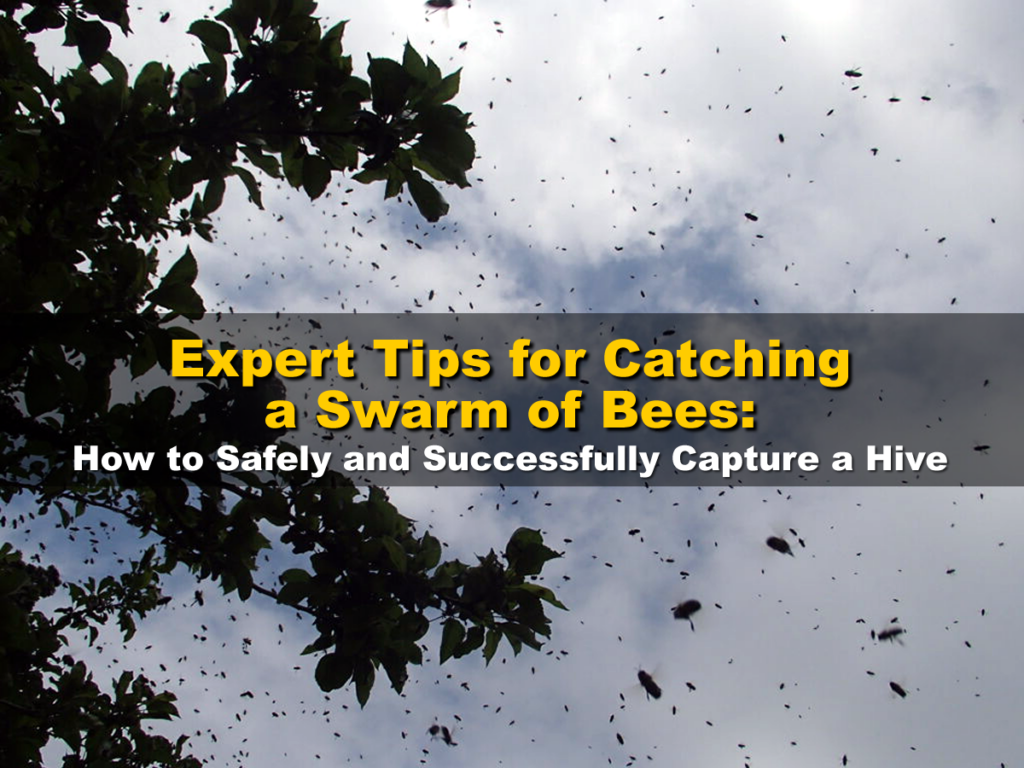 Expert Tips for Catching a Swarm of Bees: How to Safely and Successfully Capture a Hive