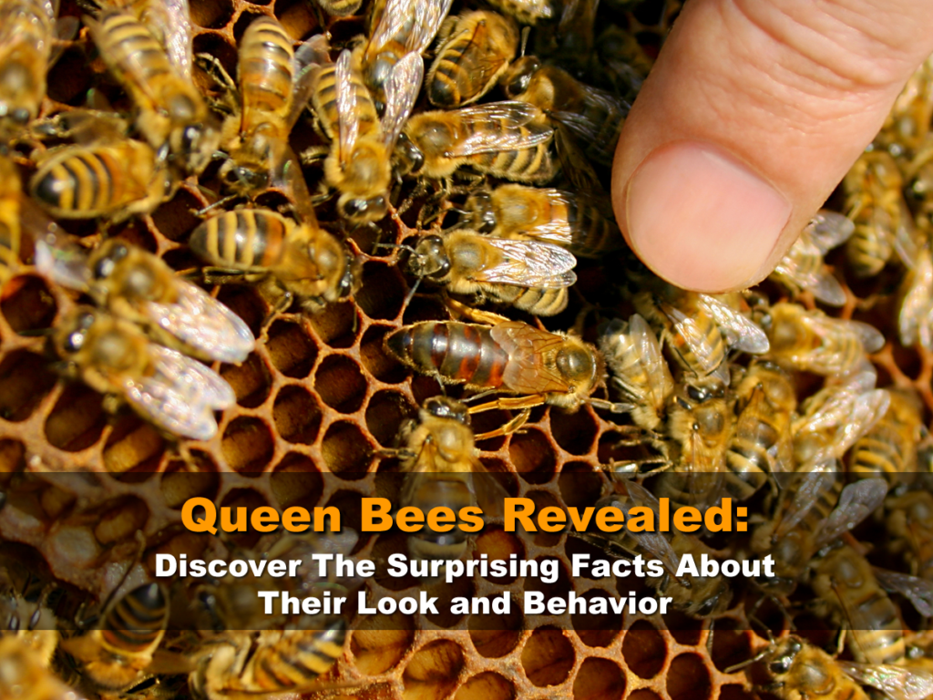 Queen Bees Revealed: Discover The Surprising Facts About Their Look and Behavior