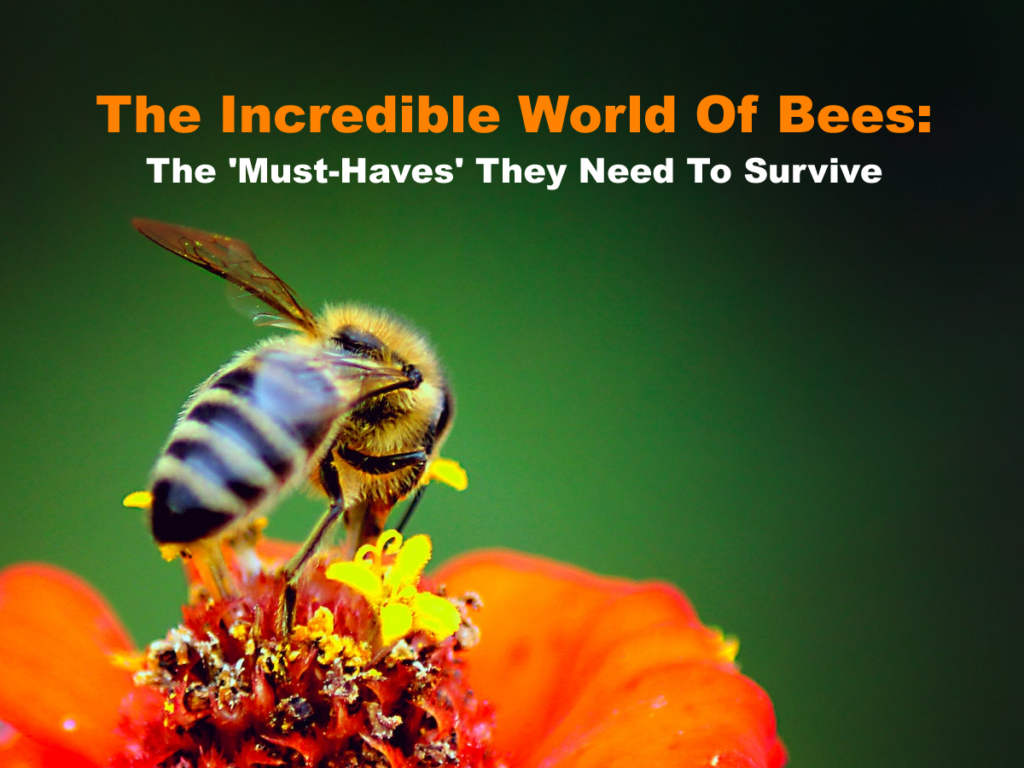 The Incredible World Of Bees The 'Must-Haves' They Need To Survive