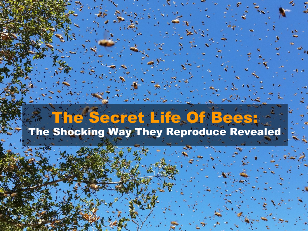 The Secret Life Of Bees: The Shocking Way They Reproduce Revealed
