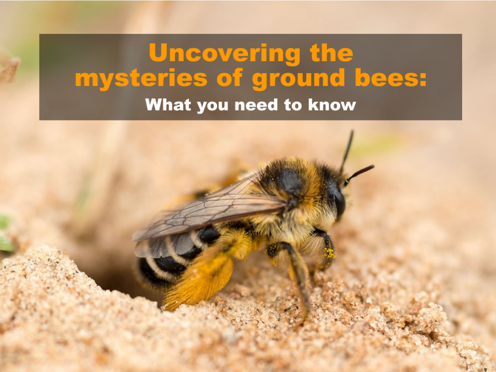 Uncovering The Mysteries Of Ground Bees: What You Need To Know