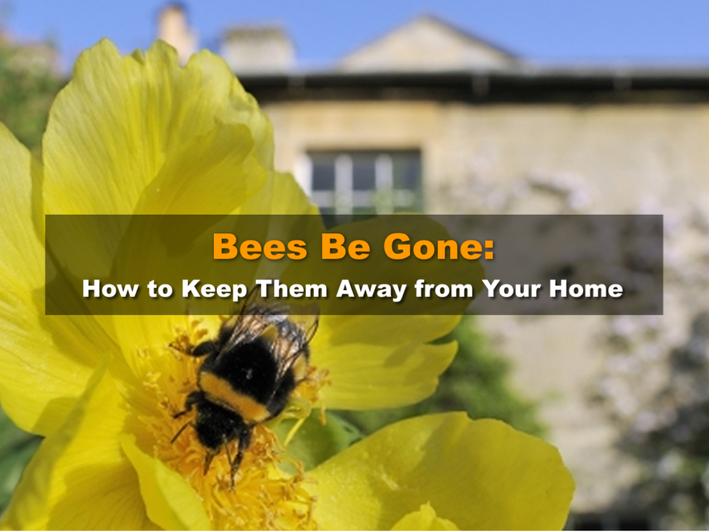 Bees Be Gone: How to Keep Them Away from Your Home