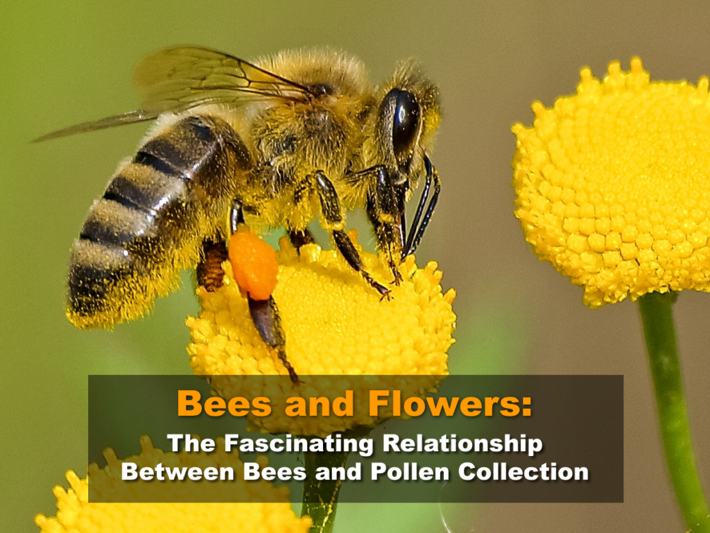 Bees and Flowers - The Fascinating Relationship Between Bees and Pollen Collection