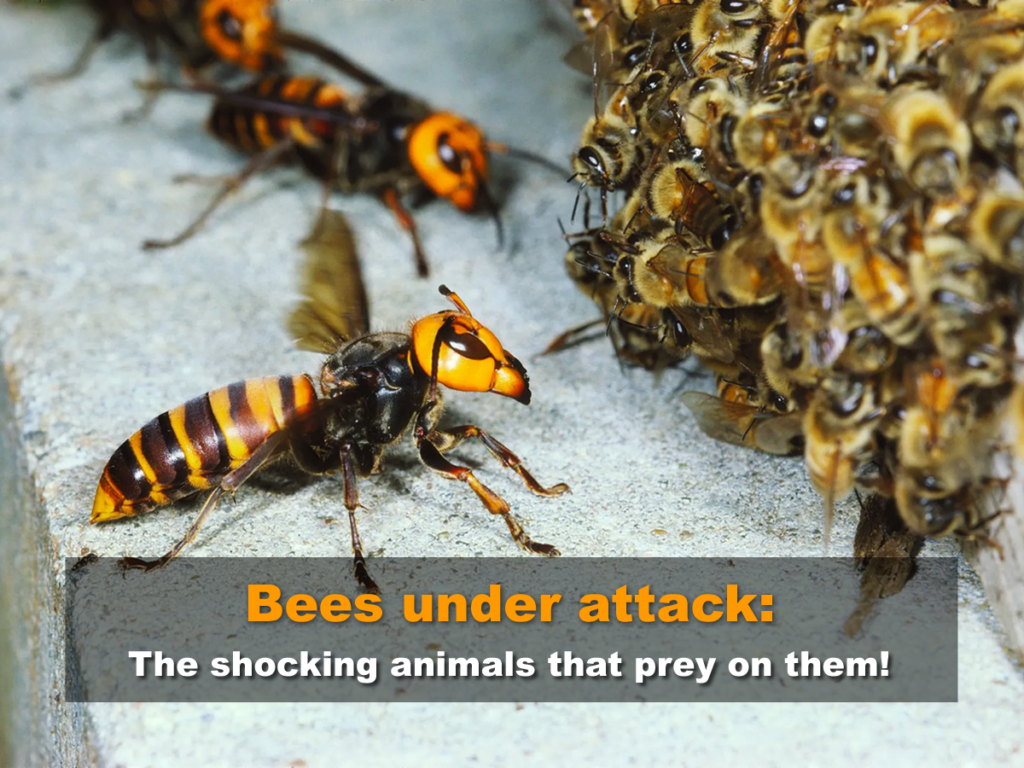 Bees under attack - The shocking animals that prey on them