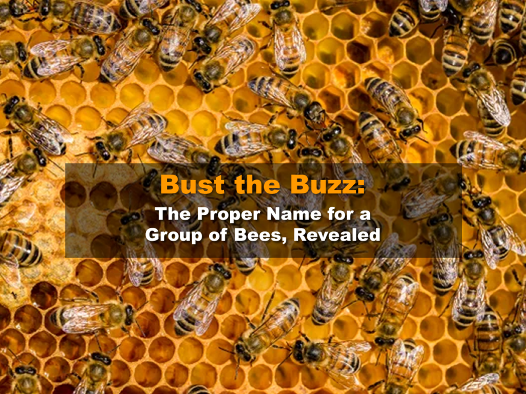 Bust the Buzz - The Proper Name for a Group of Bees Revealed
