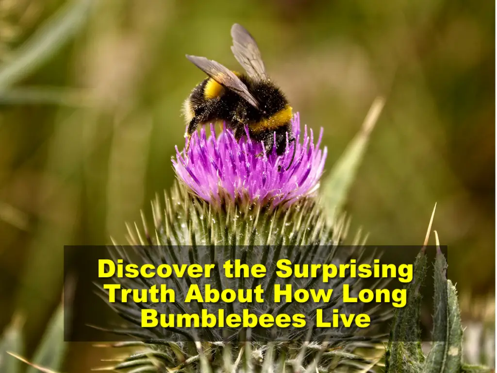 Discover the Surprising Truth About How Long Bumblebees Live