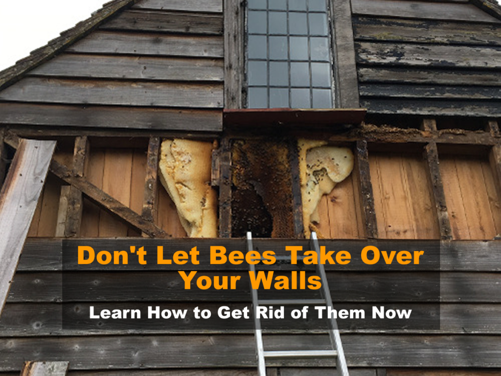 Don't Let Bees Take Over Your Walls - Learn How to Get Rid of Them Now