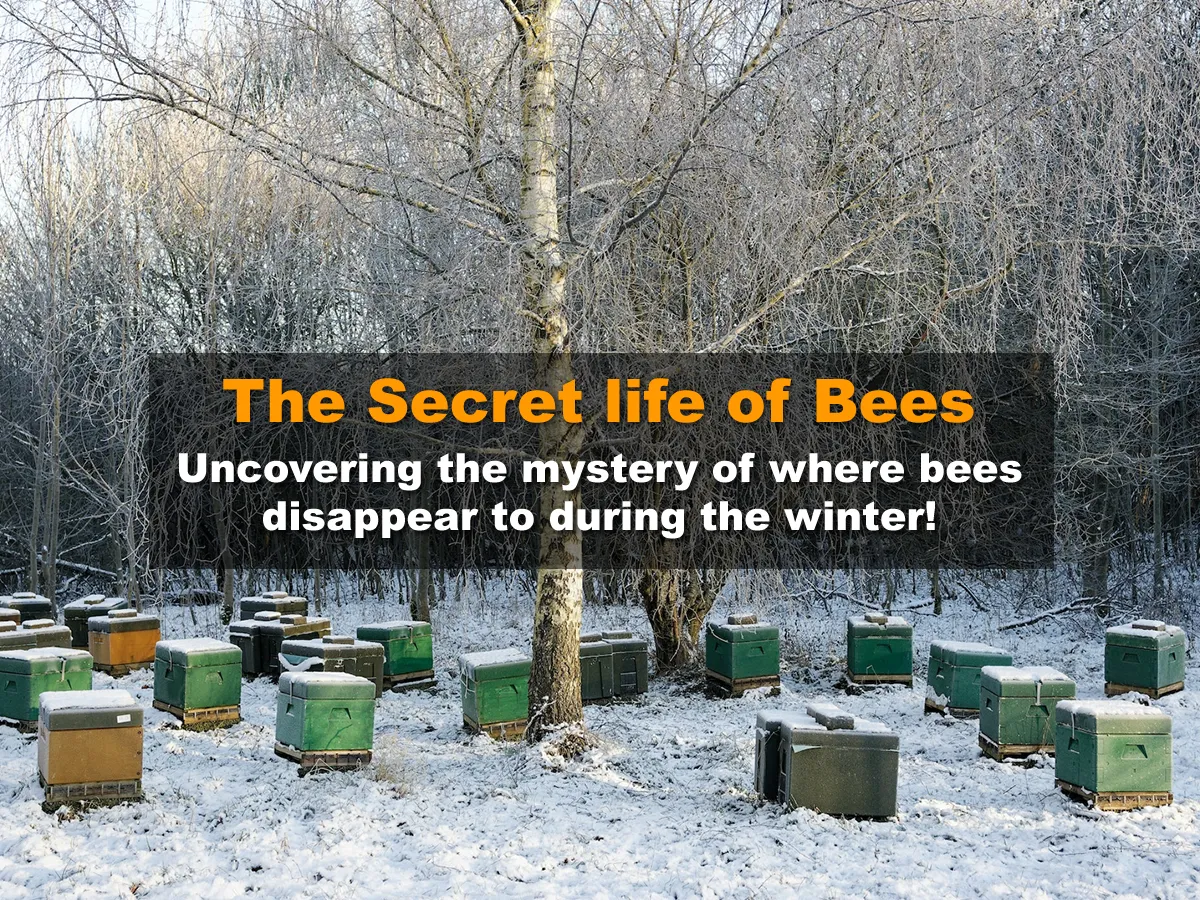 Uncovering the mystery of where bees disappear to during the winter ...