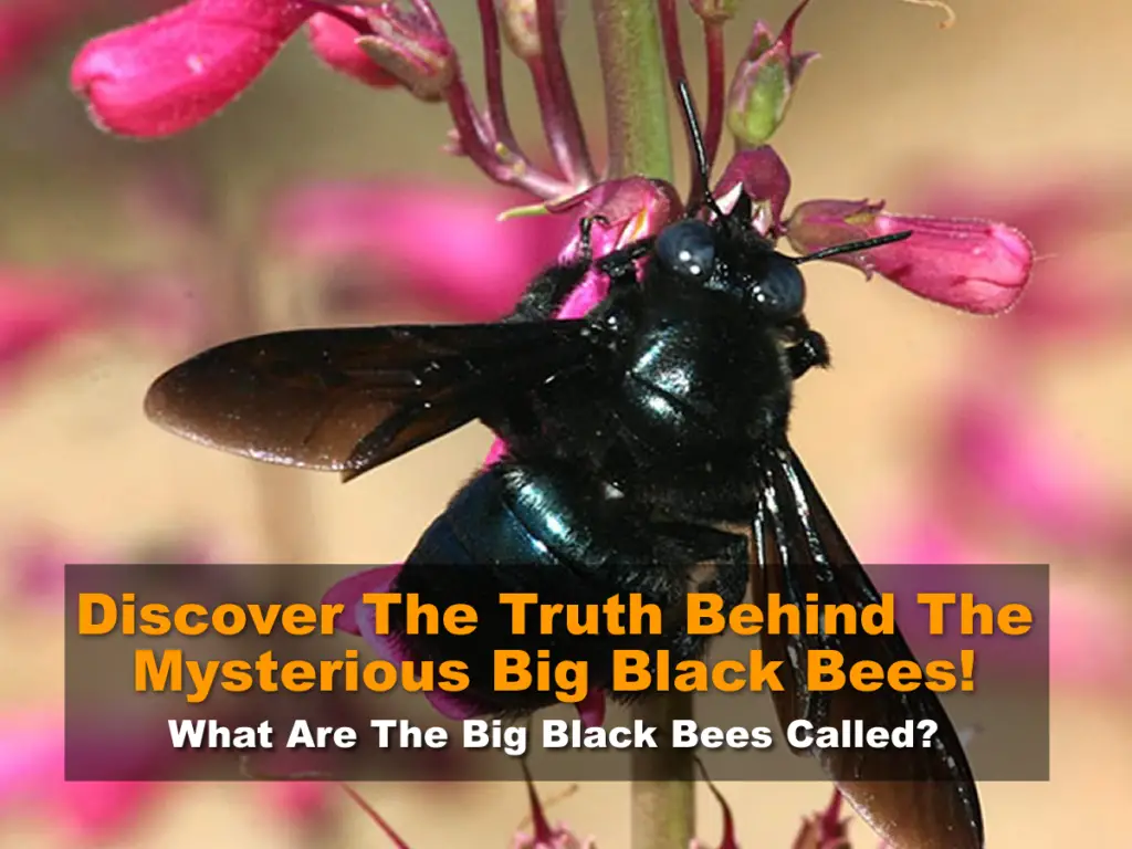 What Are The Big Black Bees Called