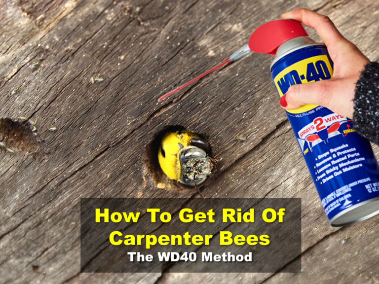 How To Get Rid Of Carpenter Bees - The WD40 Method - Easy-Beesy.com