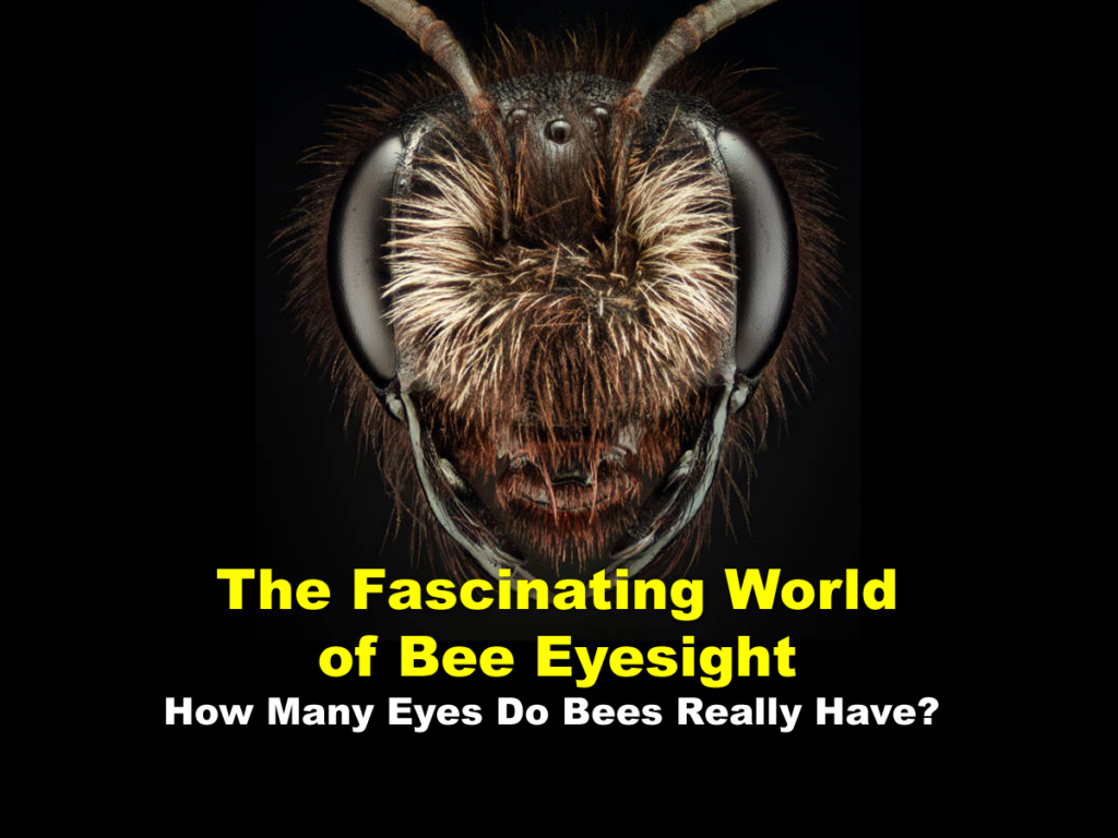 The Fascinating World of Bee Eyesight - How Many Eyes Do Bees Really Have?