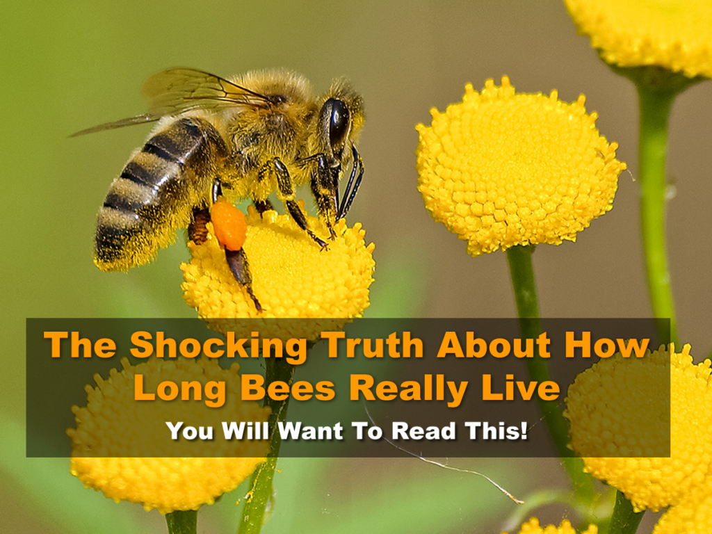 The Shocking Truth About How Long Bees Really Live - You Will Want To Read This!
