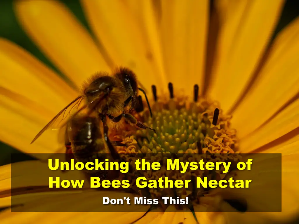 Unlocking the Mystery of How Bees Gather Nectar - Don't Miss This!
