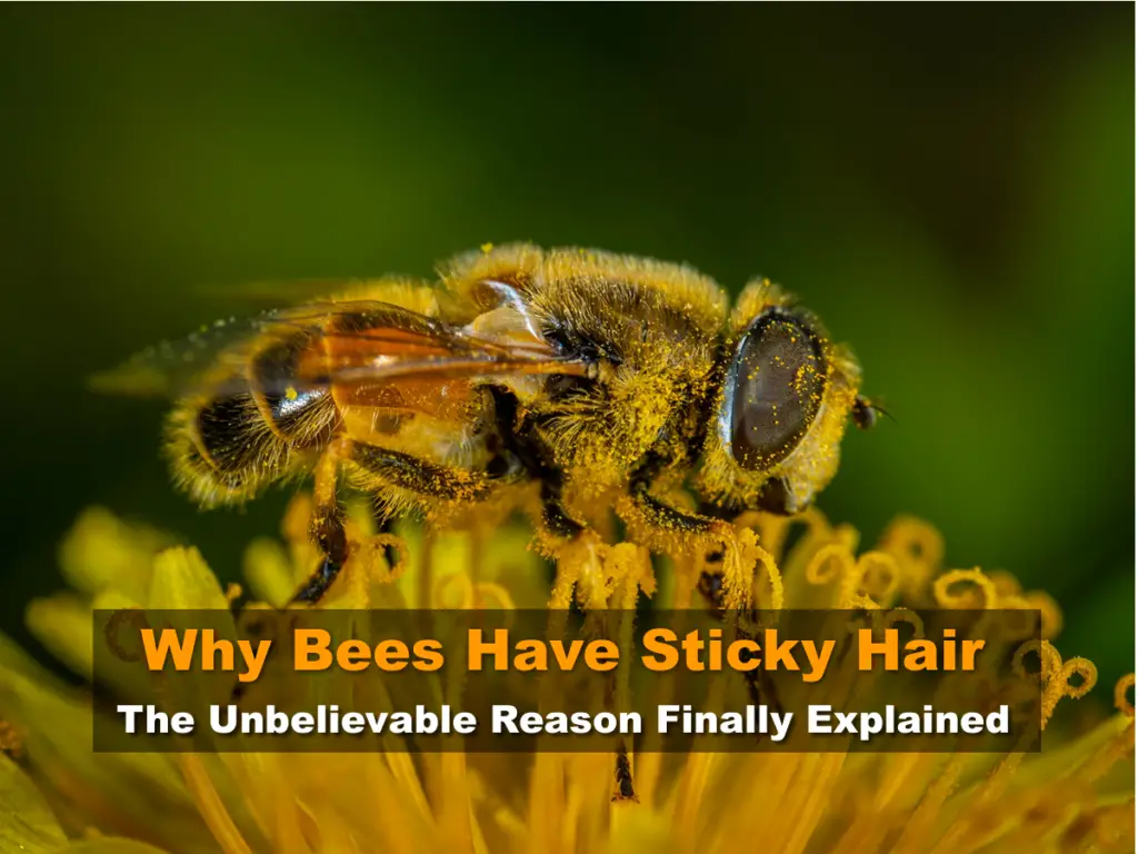 Why Bees Have Sticky Hair - The Unbelievable Reason Finally Explained
