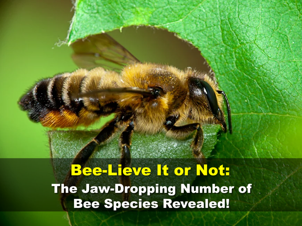 Bee-Lieve It or Not: The Jaw-Dropping Number of Bee Species Revealed!