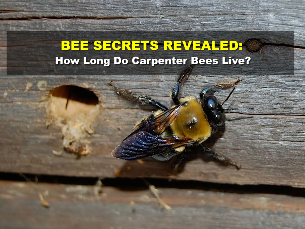 Bee Secrets Revealed: How Long Do Carpenter Bees Live?